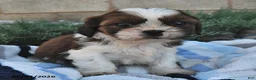 Mixed Breed dogs for sale: Benny  - Ad 4
