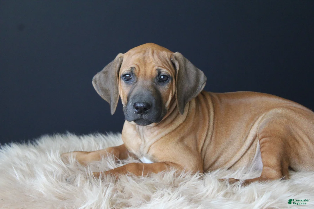 Rhodesian Ridgeback dogs for sale: Kit - Ad 1