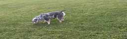 English Bulldog dogs for sale: English Bulldog 1 - Ad 5