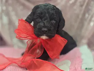 Cockapoo dogs Sirius - Ad 15