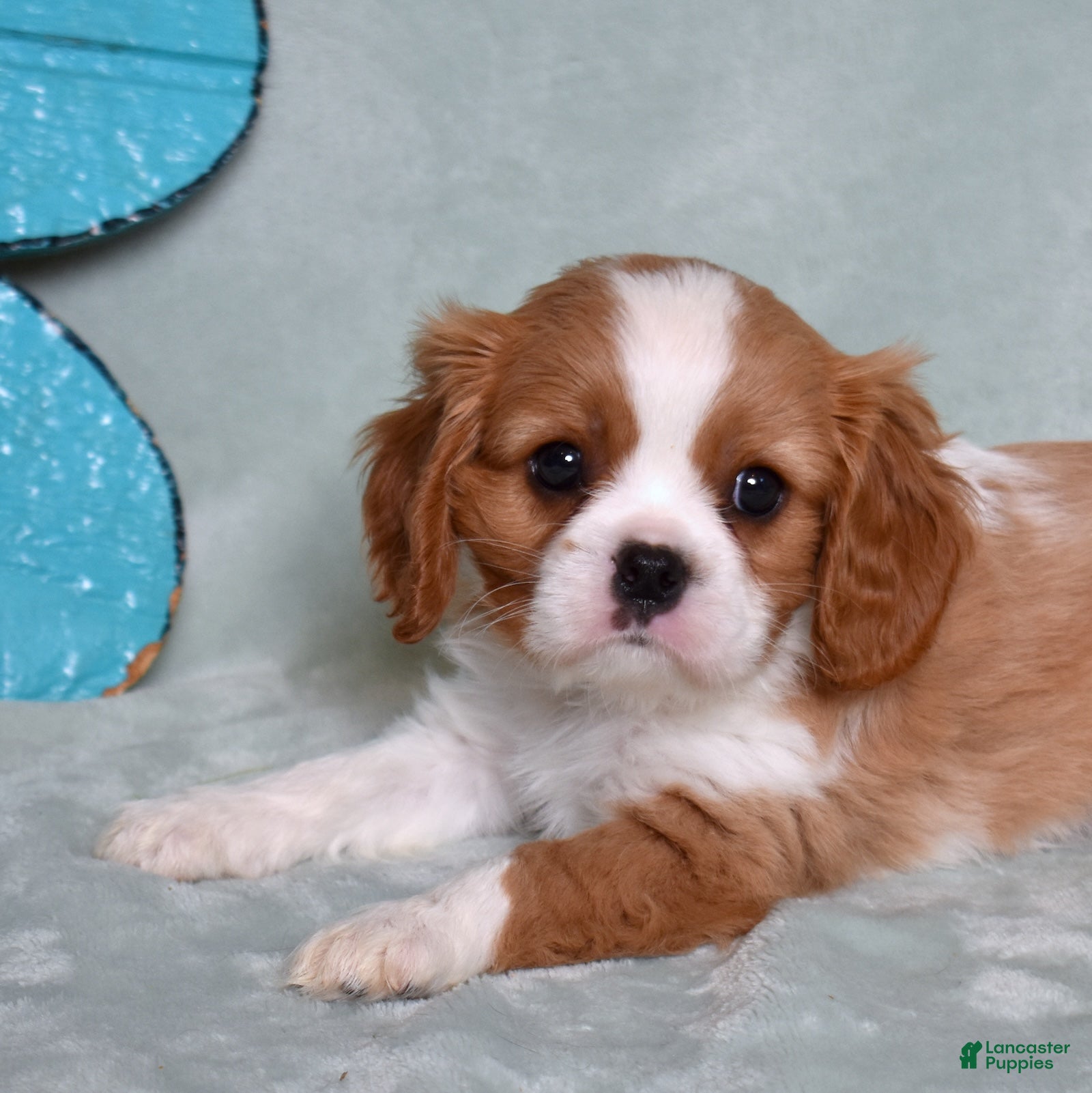 Cavalier King Charles Spaniel dogs Corduroy  - Ad 2