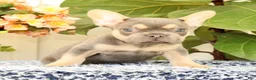 French Bulldog dogs for sale: Baker - Ad 5