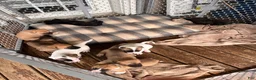 Mixed Breed dogs for sale: Mixed Breed 7 - Ad 5