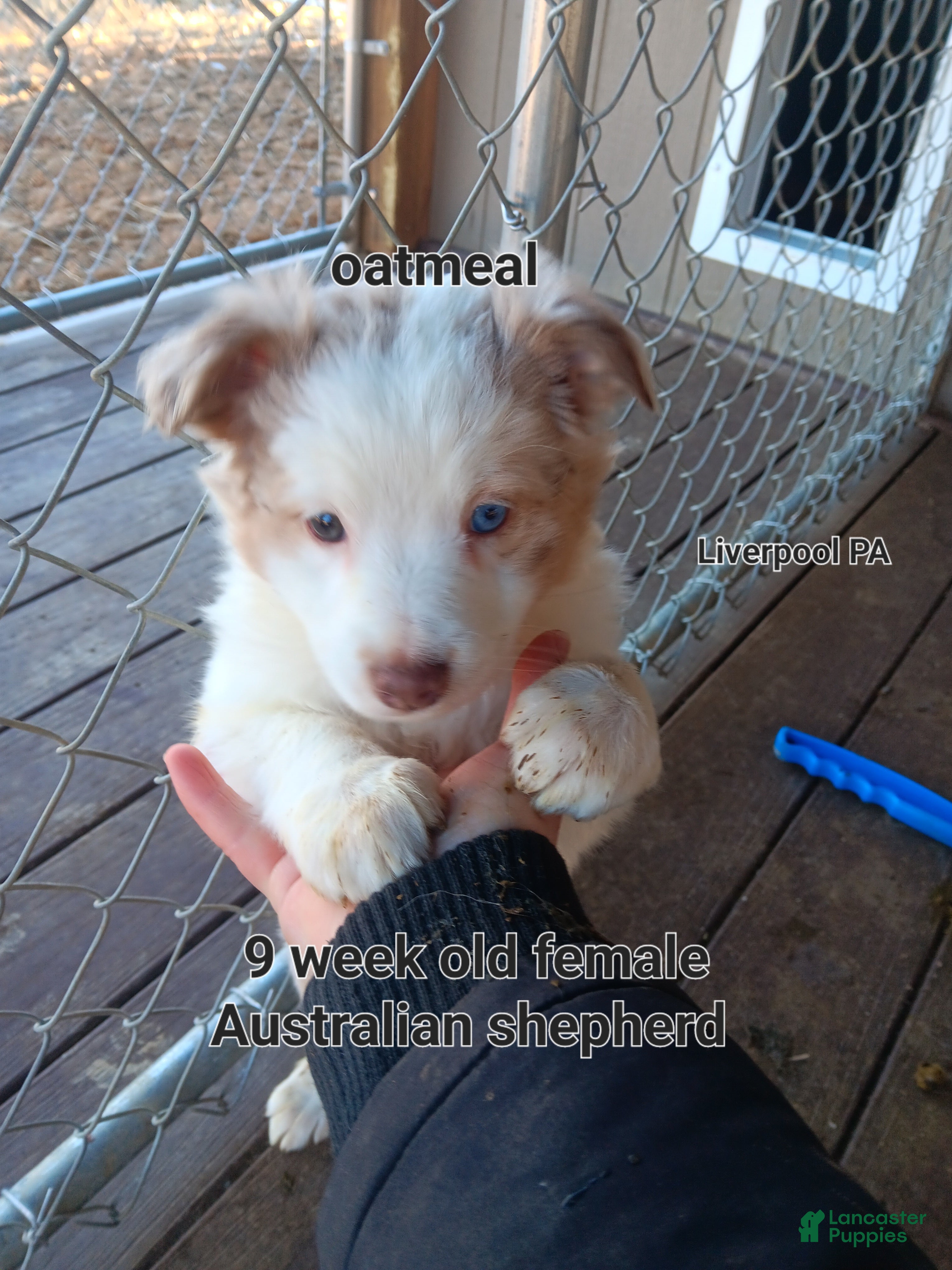 Australian Shepherd dogs Oatmeal  - Ad 31