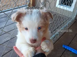 Australian Shepherd dogs Oatmeal - Ad 23