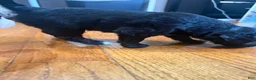 Mixed Breed dogs for sale: Zara  - Ad 8