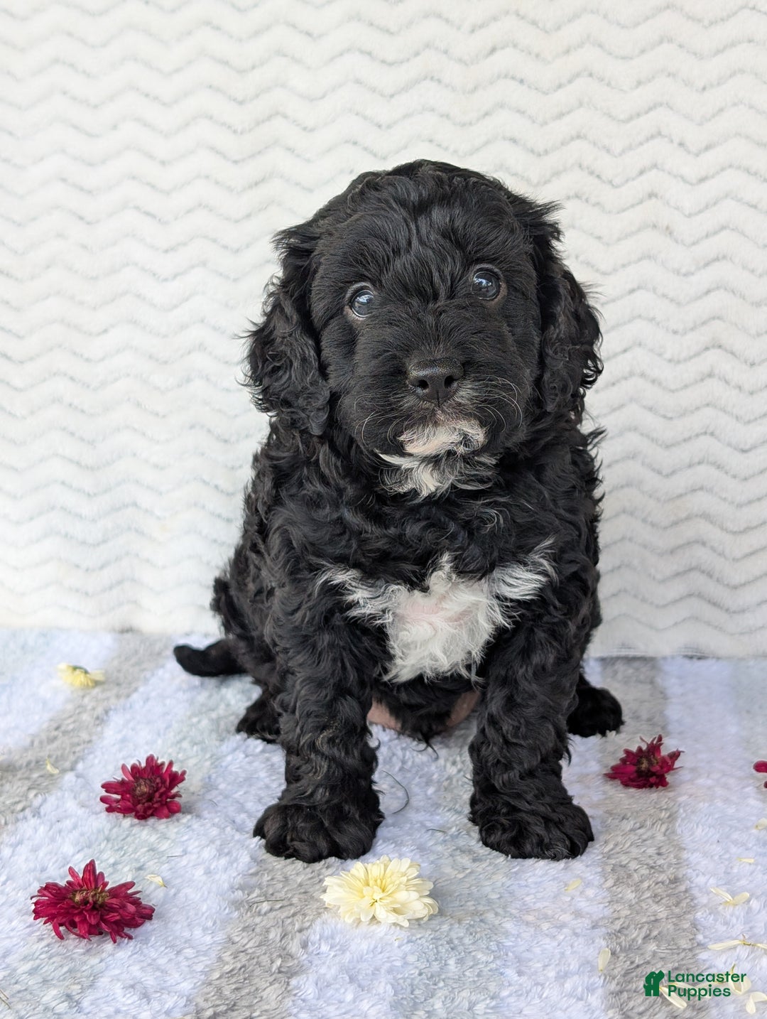 Cavapoo dogs for sale: Bodie - Ad 5
