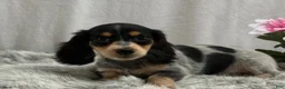 Miniature Dachshund dogs for sale: Cookie - Ad 6