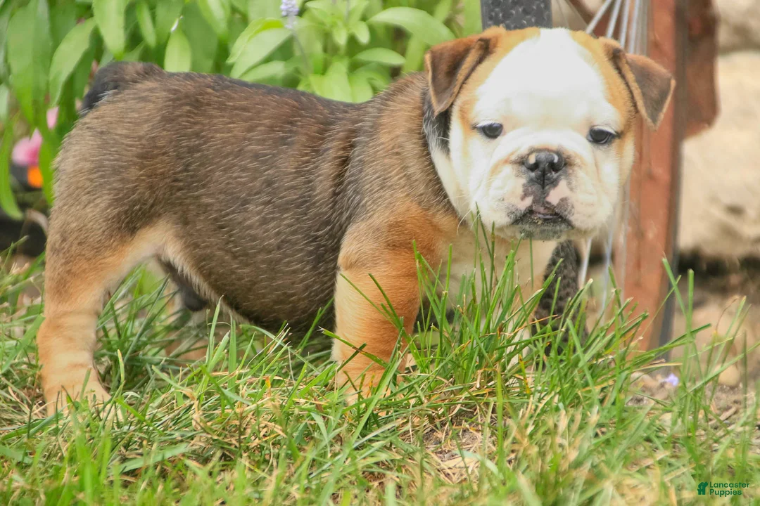 English Bulldog dogs for sale: Riley English Bulldog  - Ad 2