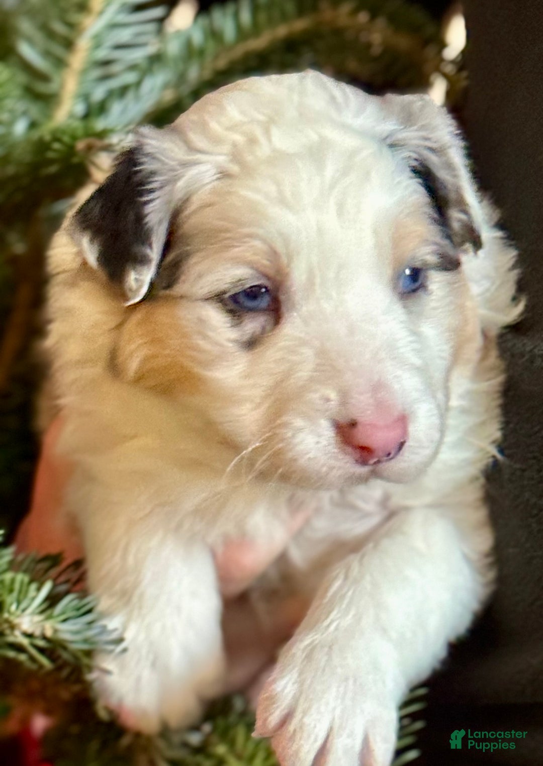 Mixed Breed dogs for sale: Mixed Breed Puppy 1 - Ad 3