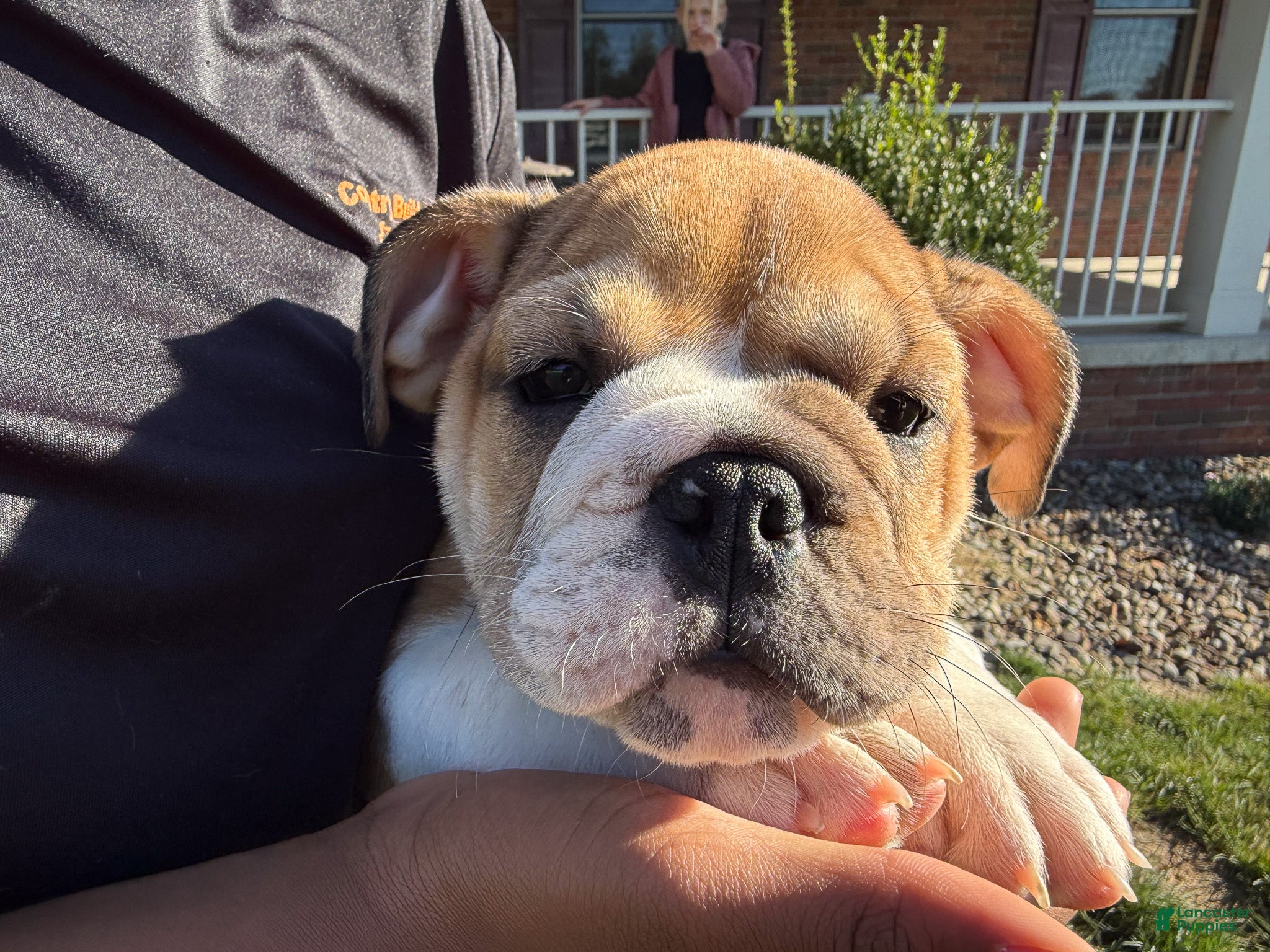 English Bulldog dogs Precious - Ad 2