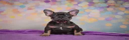 French Bulldog dogs for sale: Brutus - Ad 1