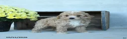 Shihpoo dogs for sale: Arthur - Ad 3