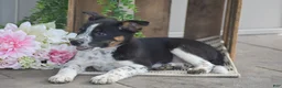 Mixed Breed dogs for sale: Bennett - Ad 3