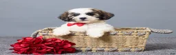 Teddy Bear dogs for sale: Leo - Ad 1