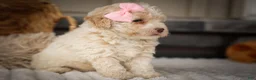 Miniature Poodle dogs for sale: Jett 🐾  - Ad 12