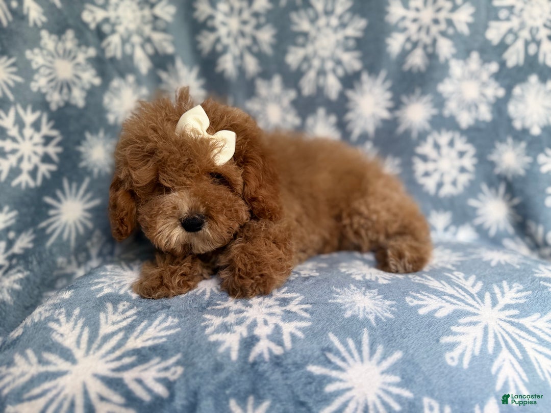 Cockapoo dogs for sale: Penelope - Ad 2