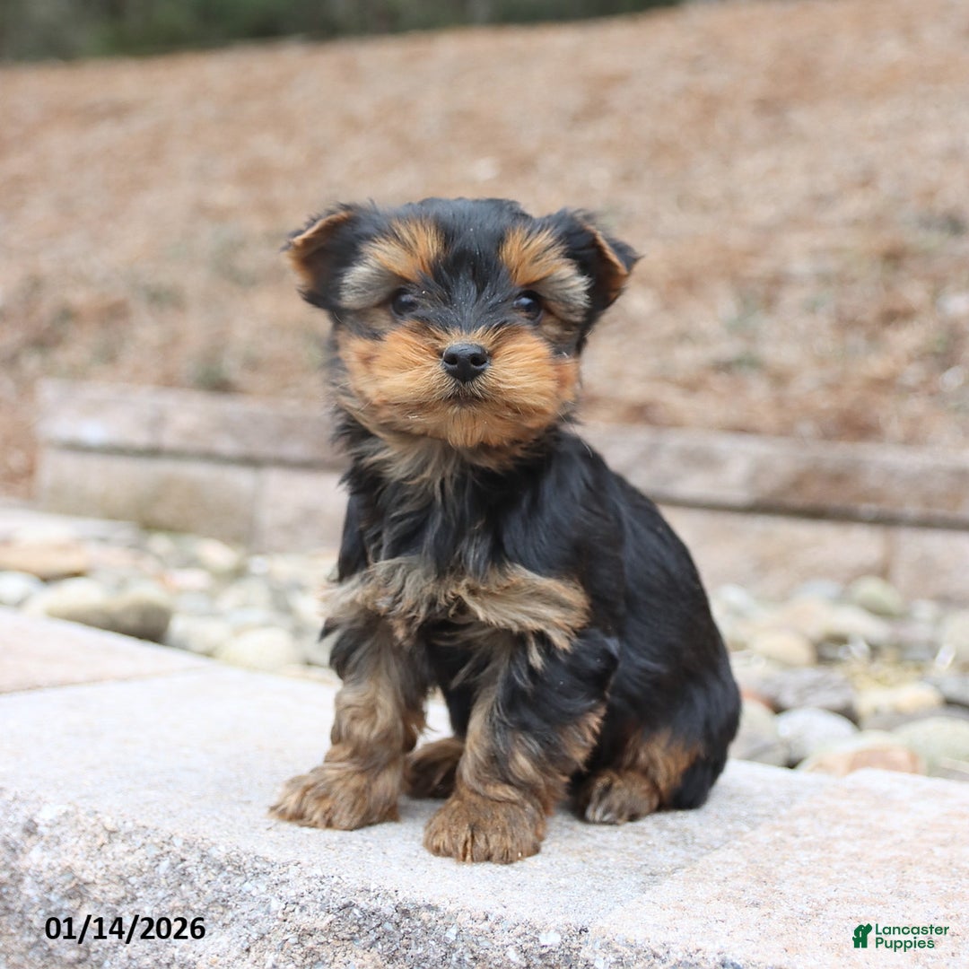 Yorkshire Terrier dogs for sale: Dozer - Ad 2