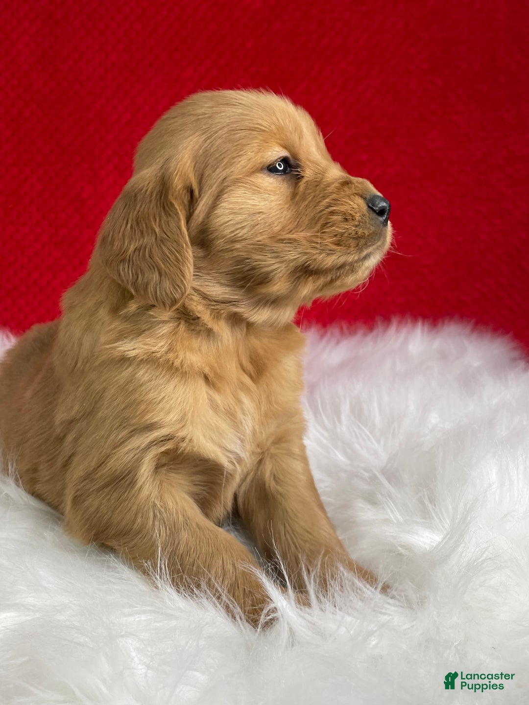 Golden Retriever dogs for sale: Belle - Ad 4