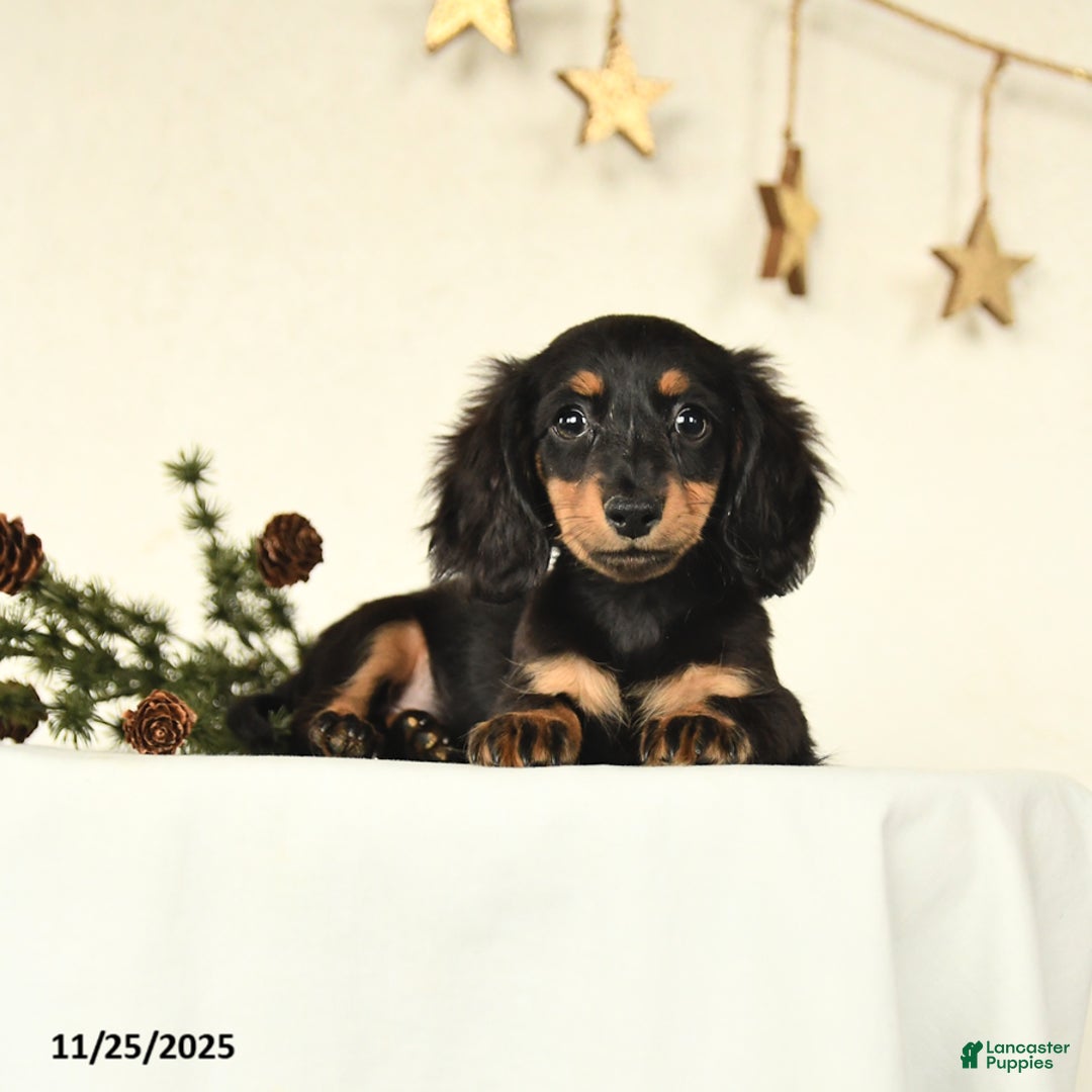 Miniature Dachshund dogs for sale: Harper - Ad 3