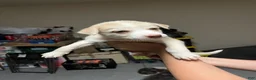 Mixed Breed dogs for sale: Mixed Breed 1 - Ad 3