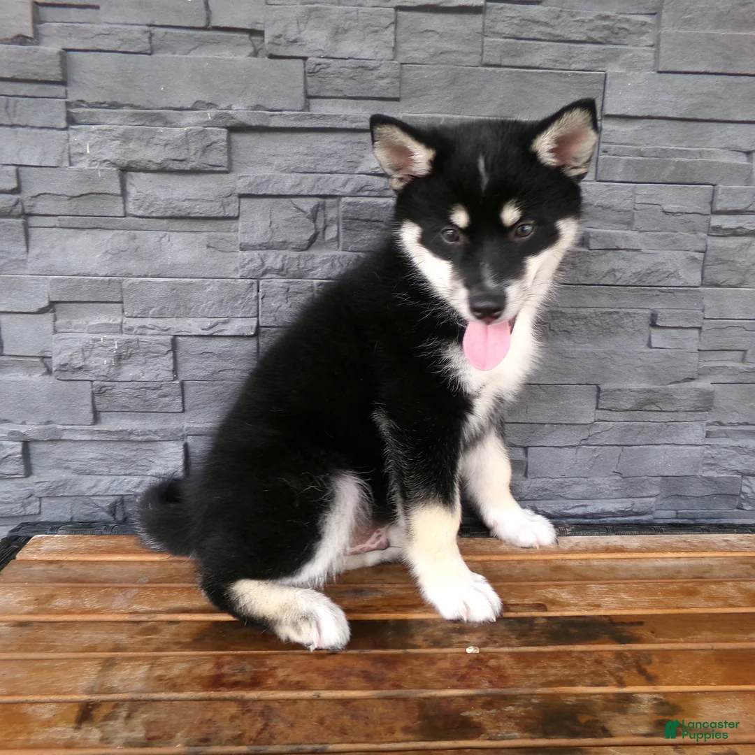 Gallery Image {{count}}