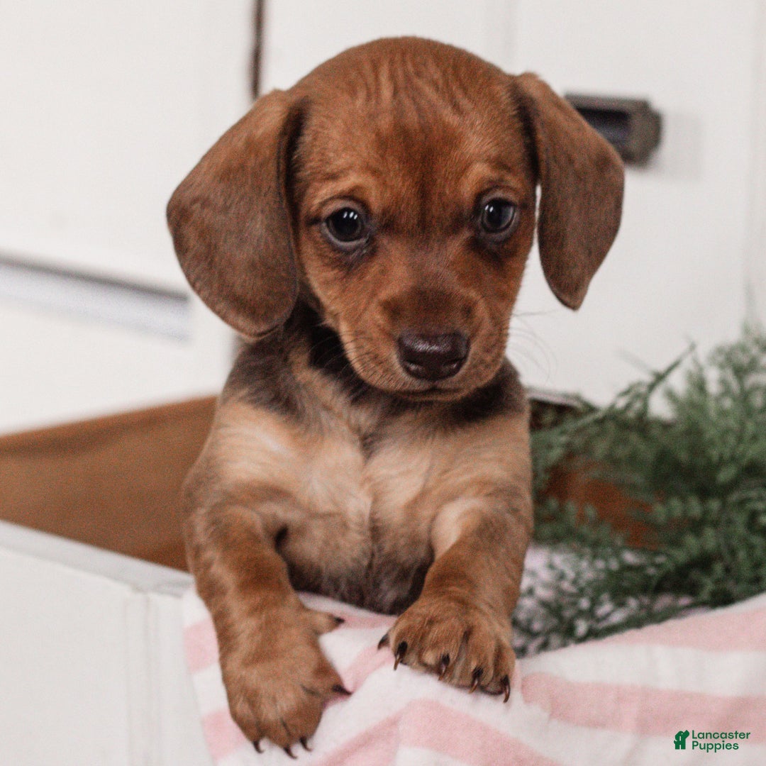 Miniature Dachshund dogs for sale: Ginger  - Ad 1