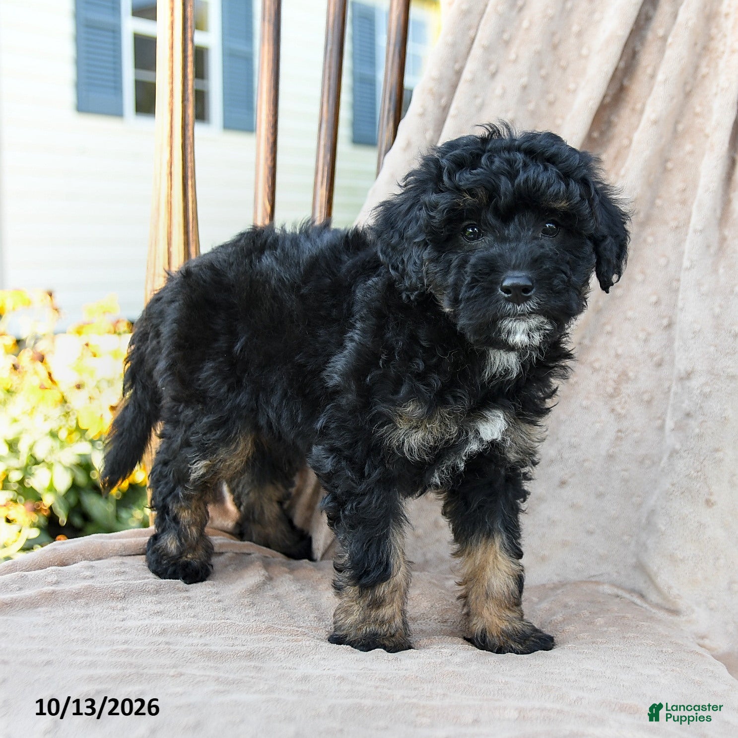 Mini Bernedoodle dogs Hunter - Ad 1