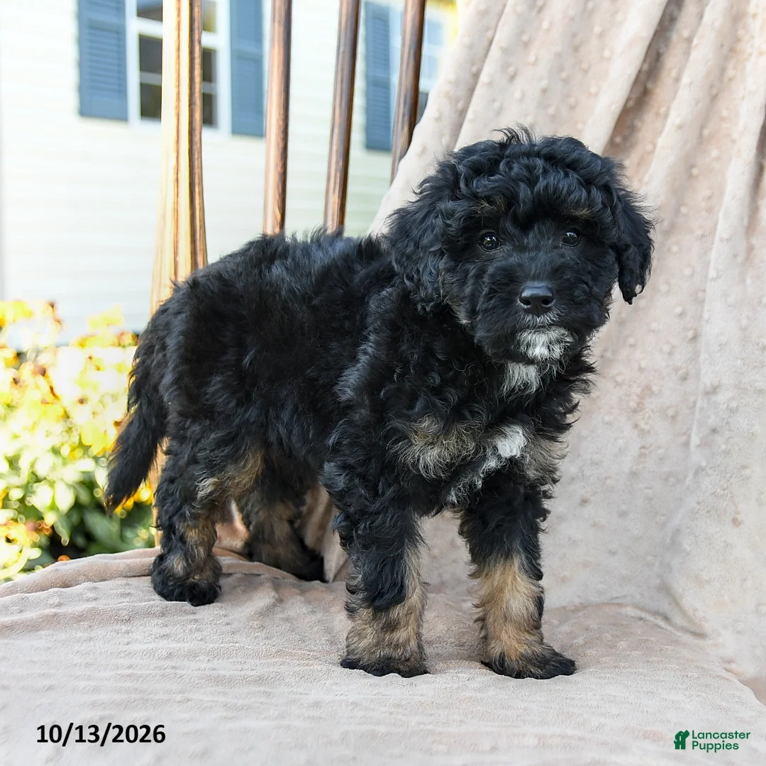 Mini Bernedoodle dogs for sale: Hunter - Ad 1