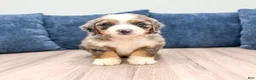 Mini Bernedoodle dogs for sale: Hank - Ad 2