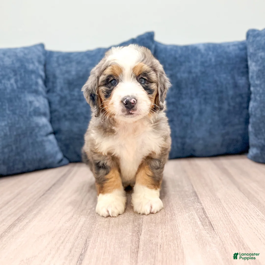 Mini Bernedoodle dogs for sale: Hank - Ad 2