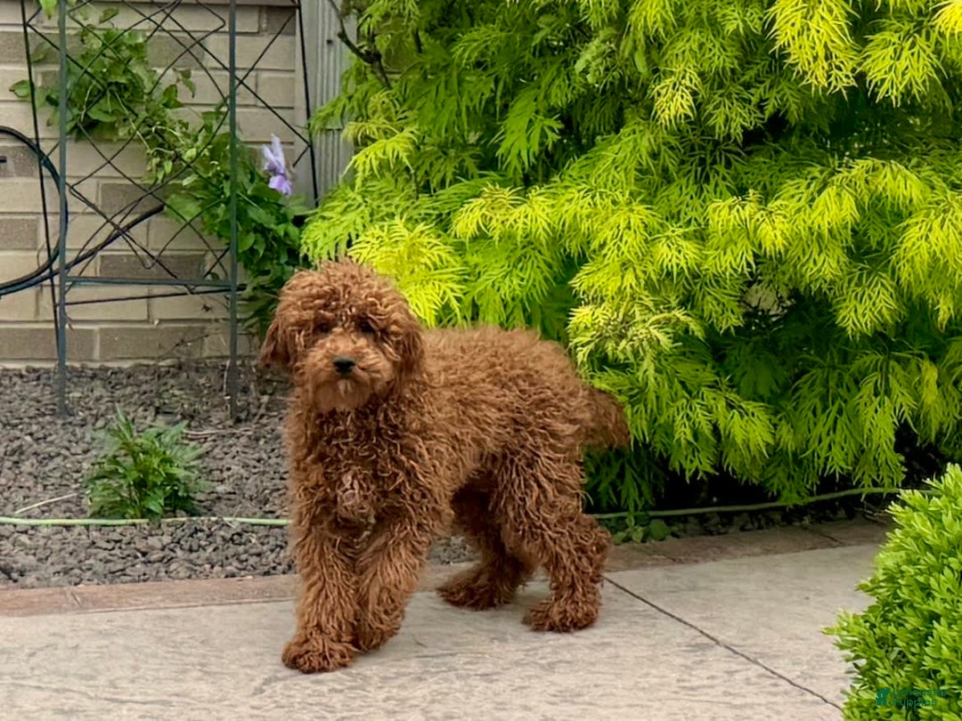 Cavapoo dogs for sale: Justin - Ad 8