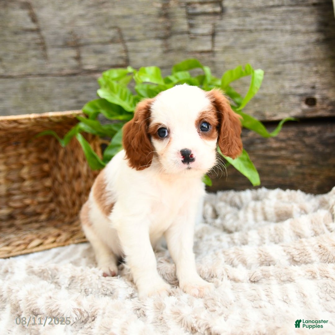 Cavapoo dogs for sale: Turner - Ad 3