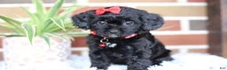 Cavapoo dogs for sale: Coco - Ad 10