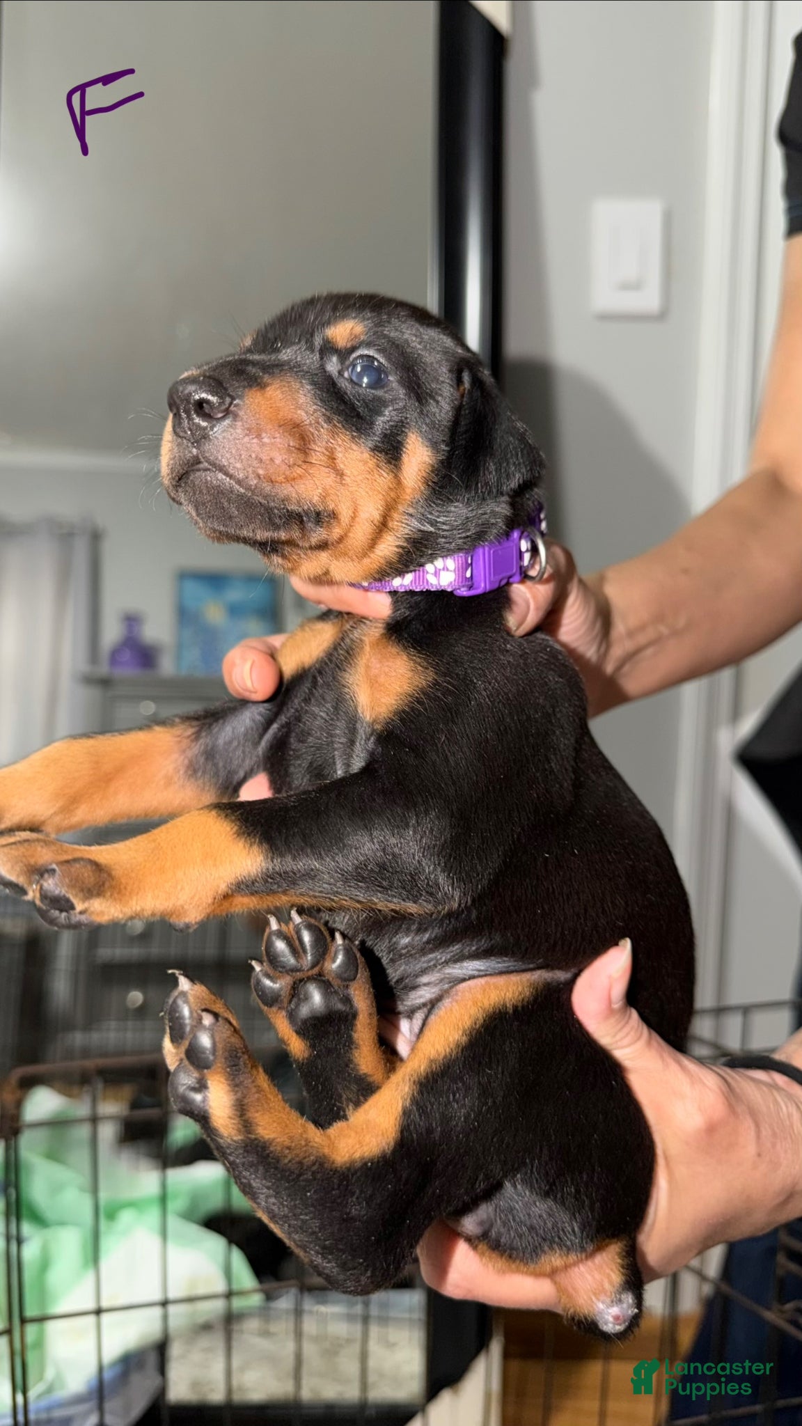 Doberman Pinscher dogs Doberman Pinscher Puppy 2 - Ad 1