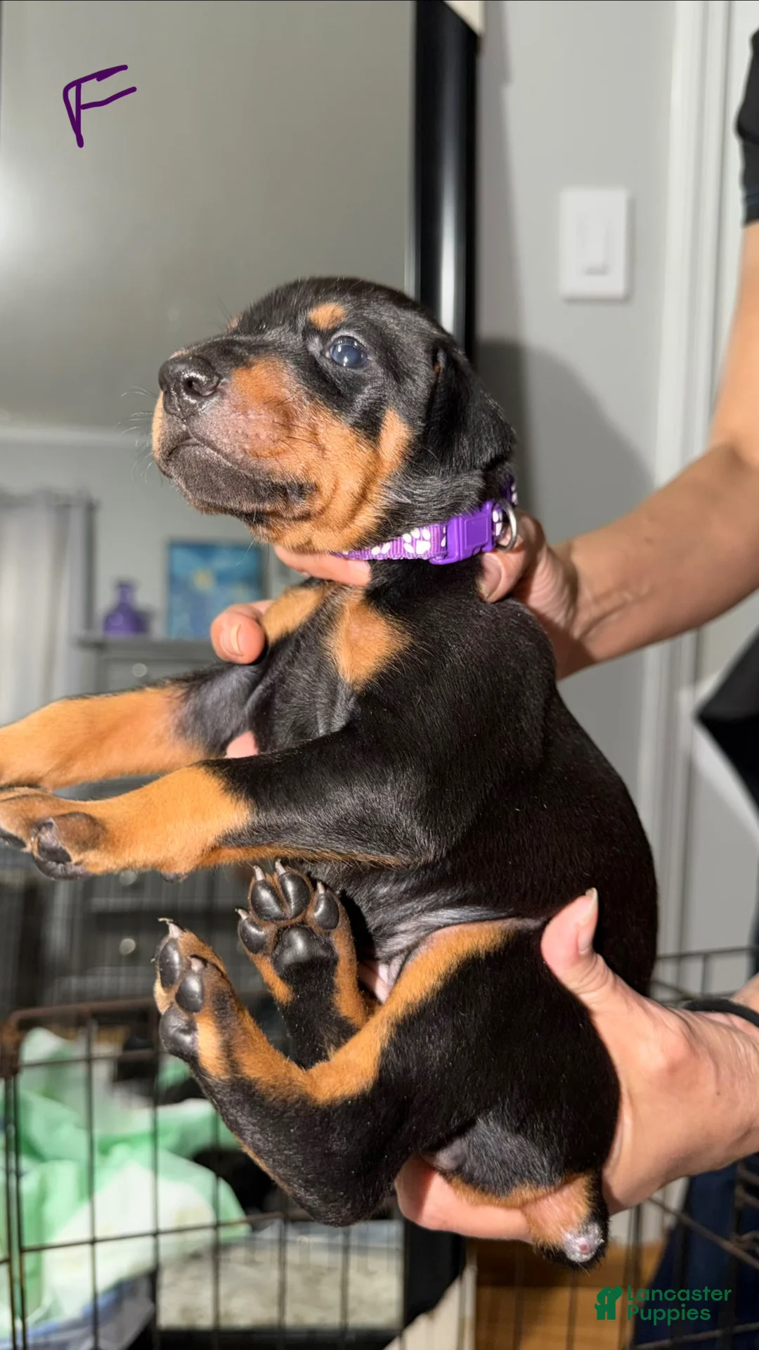 Doberman Pinscher dogs for sale: Doberman Pinscher Puppy 2 - Ad 1