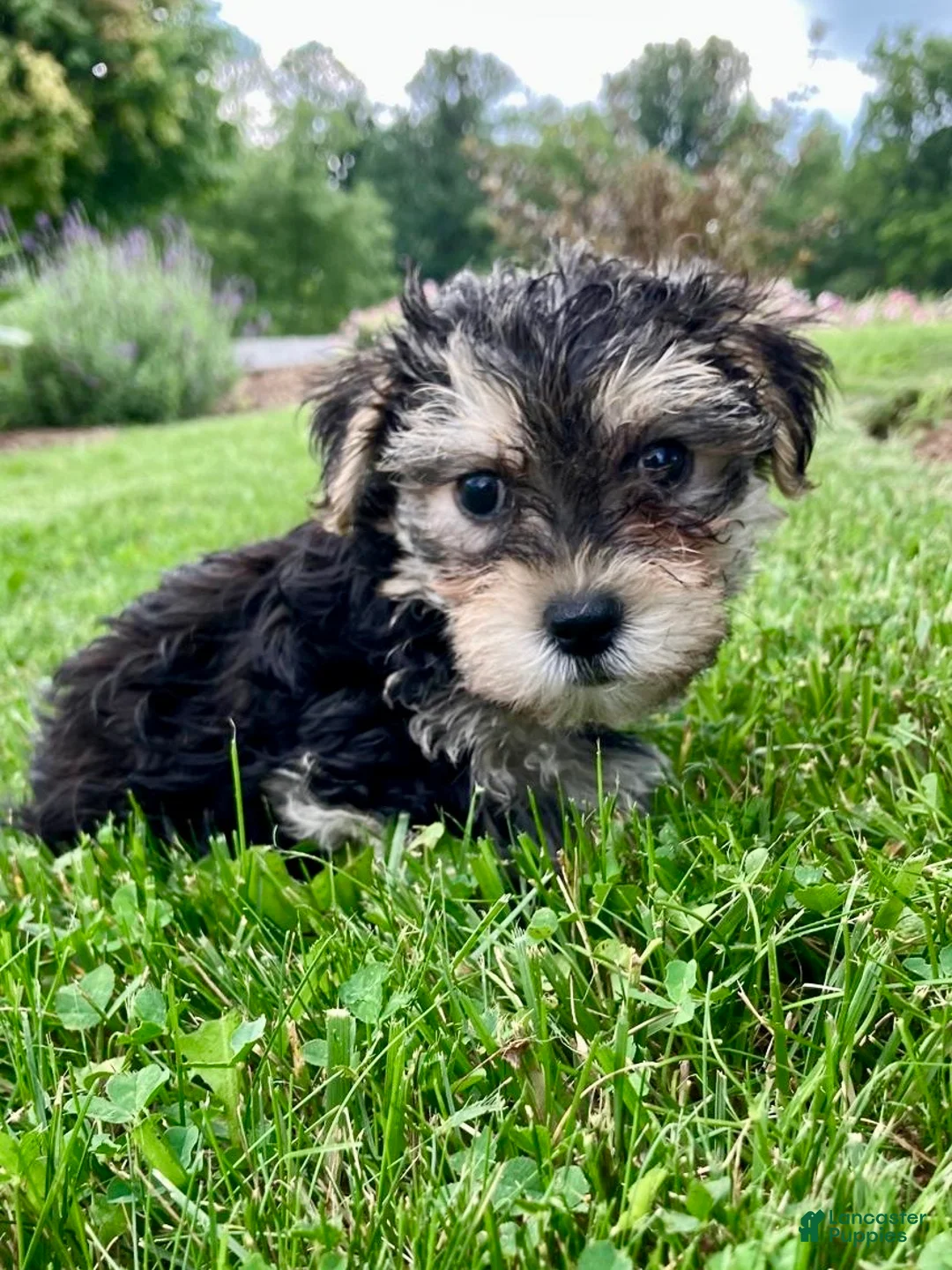 Morkie dogs for sale: Oreo - Ad 7