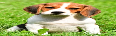 Milo