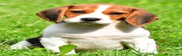 Beagle dogs for sale: Milo - Ad 1