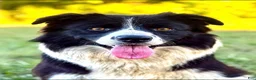 Border Collie dogs for sale: Border Collie 4 - Ad 2