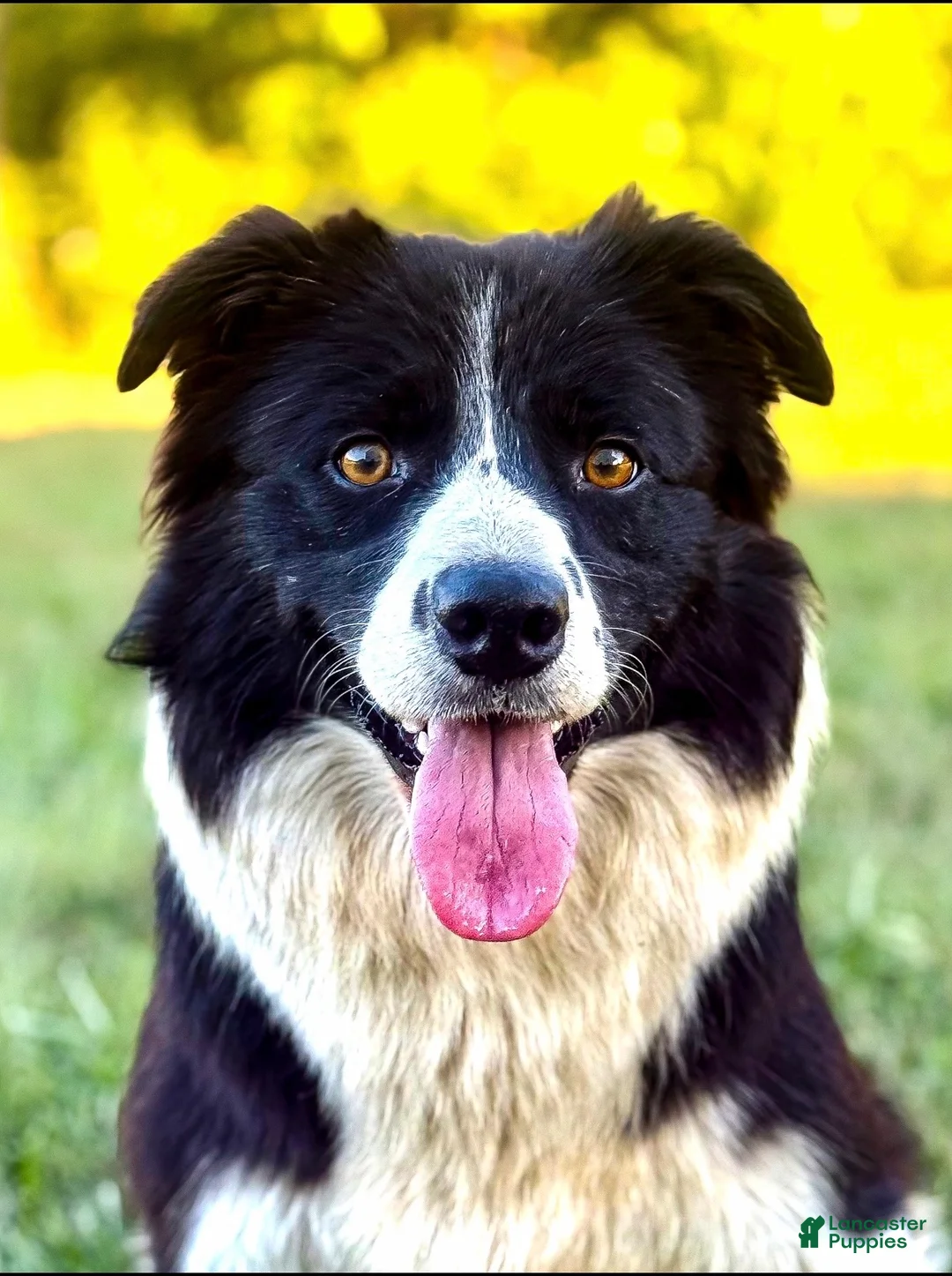 Border Collie dogs for sale: Border Collie 4 - Ad 2