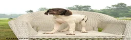 German Shorthaired Pointer dogs for sale: Garnet - Ad 4