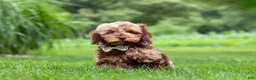 Cockapoo dogs for sale: Quinton - Ad 1