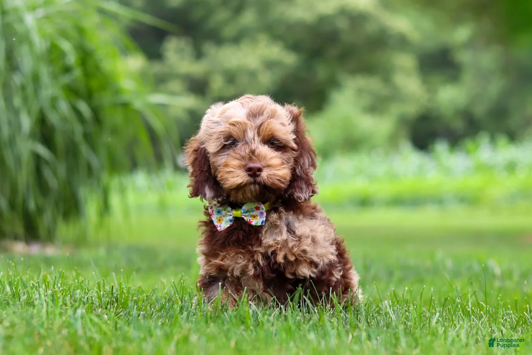 Cockapoo dogs for sale: Quinton - Ad 1