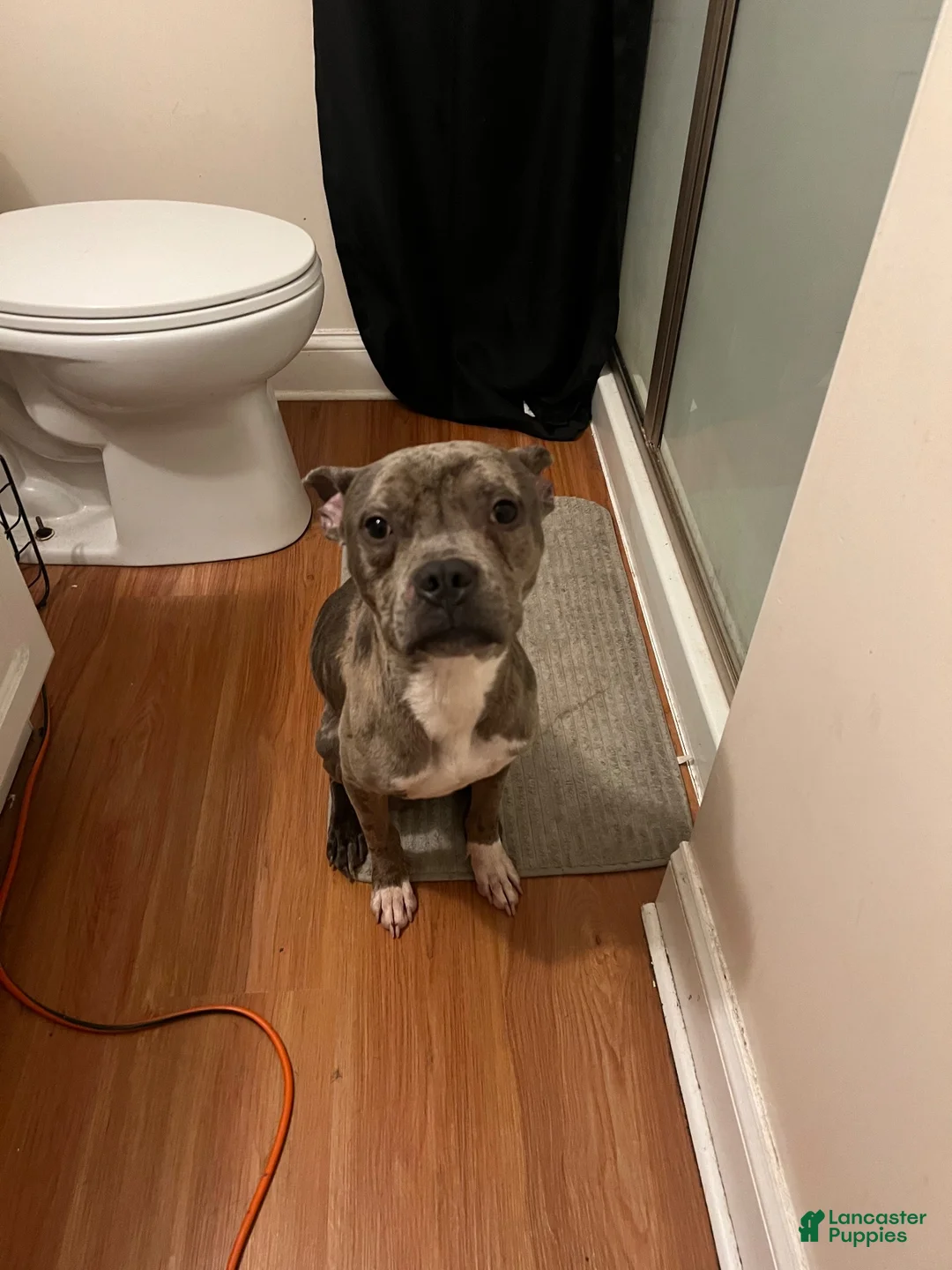 American Bully dogs for sale: American Bully 1 - Ad 1