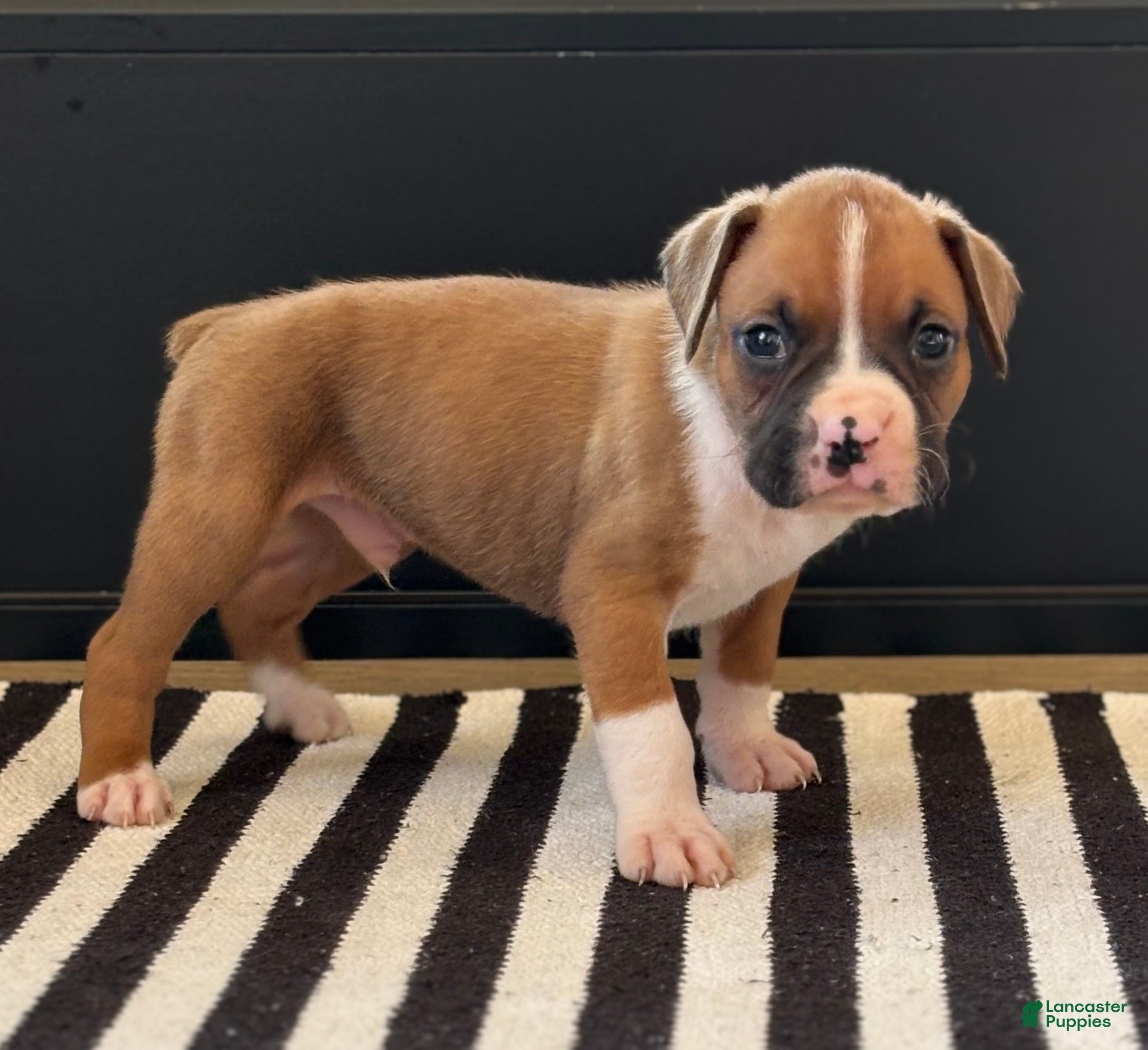 Dozer