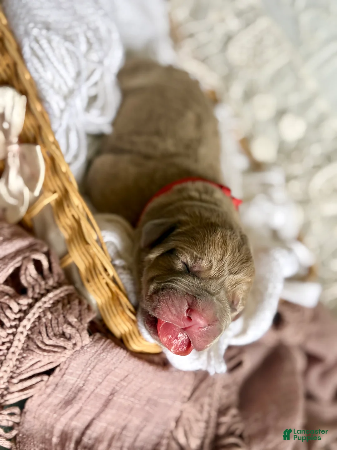 Cane Corso dogs for sale: Cane Corso Puppy 6 - Ad 2