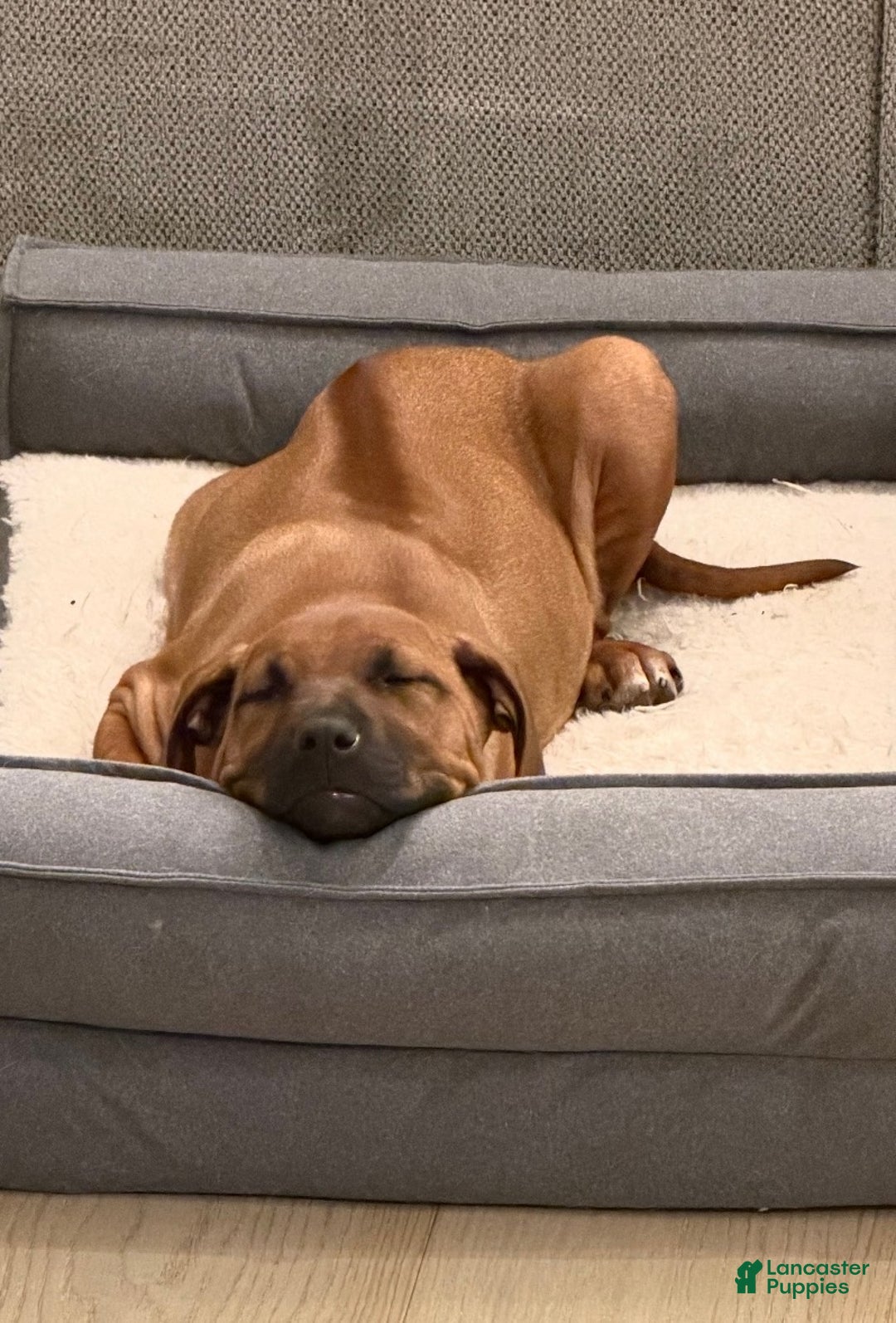 Rhodesian Ridgeback dogs for sale: SOLD Mae AKC RHODESIAN RIDGEBACK - Ad 10