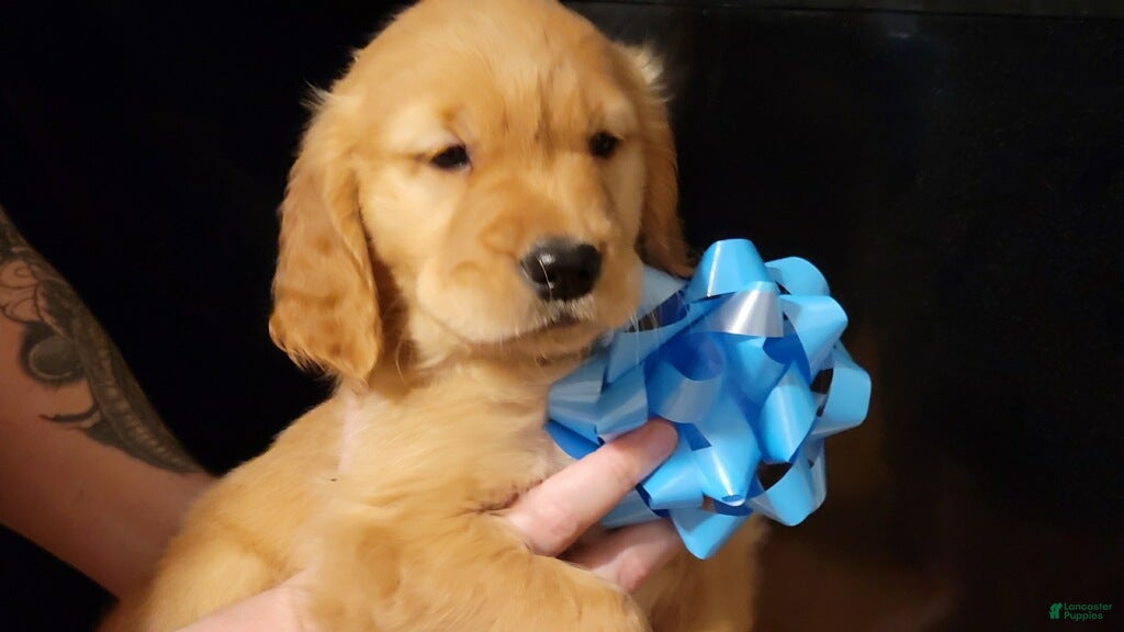 Golden Retriever dogs Golden Retriever Puppy 9 - Ad 7