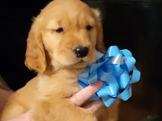 Golden Retriever dogs Golden Retriever Puppy 9 - Ad 7